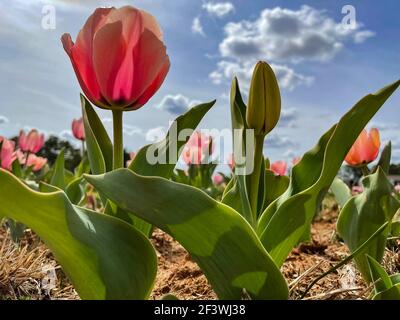 Nahaufnahme einer blühenden und noch nicht blühenden rosa Tulpe in einem Tulpenfeld mit blauem Himmel und Wolken. Stockfoto