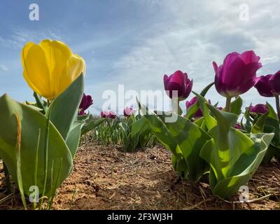 Low-Angle-Ansicht von hellen gelben und violetten Tulpen in einem Feld. Stockfoto