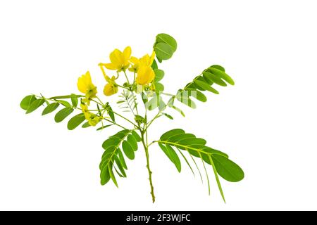Geschlossene gelbe Blume American Cassia oder Golden Wonder isoliert auf weißem Hintergrund.gespeichert mit Clipping Pfad. Stockfoto