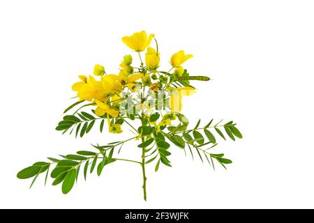 Geschlossene gelbe Blume American Cassia oder Golden Wonder isoliert auf weißem Hintergrund.gespeichert mit Clipping Pfad. Stockfoto