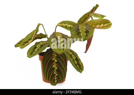 Exotische 'Maranta Leuconeura Fascinator' Hausanlage isoliert auf weißem Hintergrund Stockfoto