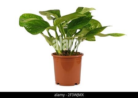 Seitenansicht der exotischen 'Monstera Pinnatipartita' Zimmerpflanze mit jungen Blättern Ohne Fenestration auf weißem Hintergrund isoliert Stockfoto