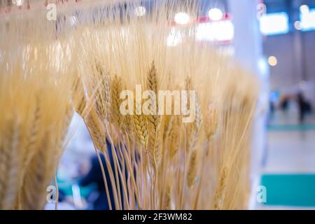 Garbe aus goldenen Weizenohren auf der Landwirtschaftsausstellung, Messe - Nahaufnahme. Anbau, biologisch, botanisch, Erntekonzept Stockfoto