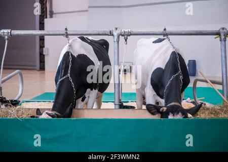 Zwei schwarz-weiße Melkkühe, die Heu fressen, auf der Landwirtschaftsausstellung, Rindermesse. Landwirtschaft, Fütterung, Landwirtschaft, Vieh und Stockfoto