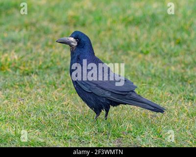 Saatkrähe Corvus frugilegus Fütterung im Grünland Ostküste Norfolk Stockfoto