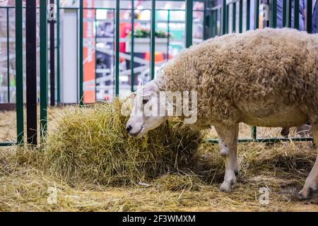 Porträt von lustigen niedlichen texeler Schafe Heu essen auf landwirtschaftliche Tier-Ausstellung, kleine Rinder-Messe. Landwirtschaft, Ernährung, Landwirtschaft, leben Stockfoto