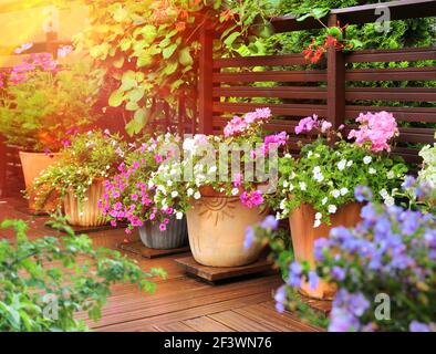 Üppige Blumen in Tontöpfen auf der sonnigen Sommerterrasse aus Holz Stockfoto