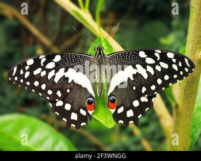 Karierter Schwalbenschwanz (Papilio demoleus) Zitronen- oder Lime-Schwalbenschwanz oder kleiner Citrus-Schmetterling, Fütterung auf grünem Blatt Stockfoto