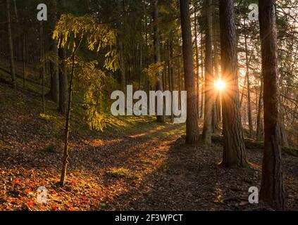 Wald Wald Bäume mit Hintergrundbeleuchtung durch goldenes Sonnenlicht vor Sonnenuntergang mit Sonnenstrahlen durch Bäume auf Waldboden leuchtende Zweige Stockfoto