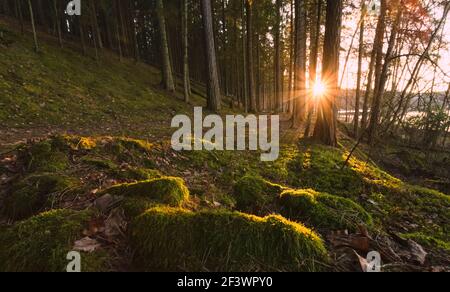 Bewaldete Waldbäume, die vor Sonnenuntergang von goldenem Sonnenlicht beleuchtet werden Sonnenstrahlen, die durch Bäume auf dem Waldboden strömen, erhellen Moos Stockfoto