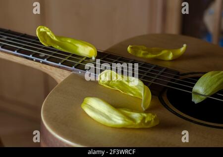 Fading Flowers und eine akustische Gitarre. Petals Gelbe Tulpen liegen auf dem Gitarrendeck. Verblassende Popularität, vergessener Ruhm Konzept. Selektiver Fokus. Stockfoto