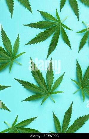 Muster aus Hanf- oder Cannabisblättern auf blauem Hintergrund. Draufsicht. Flach liegend. Nahaufnahme von frischen Cannabisblättern für dein Design. Banner Stockfoto