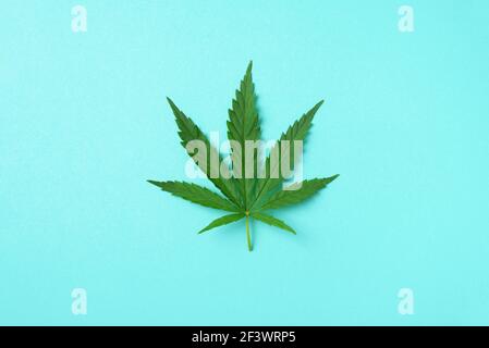 Grünes Hanfblatt auf blauem Hintergrund. Draufsicht, Kopierbereich. Nahaufnahme eines Cannabisblatts Stockfoto