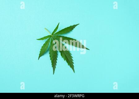 Grünes Hanfblatt auf blauem Hintergrund. Draufsicht, Kopierbereich. Nahaufnahme eines Cannabisblatts Stockfoto