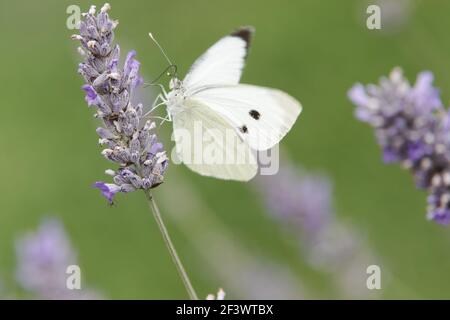 Großer weißer Schmetterling - Weibchen füttert LavendelblütenPieris brassicae Essex, UK IN000808 Stockfoto