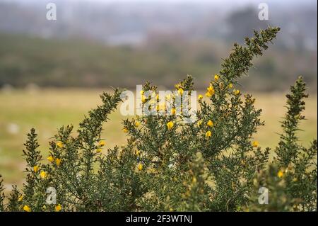 Schöne Nahaufnahme von gelben Ginster (Ulex) wilden Blumen überall in Irland das ganze Jahr über wachsen, Dublin, Irland Stockfoto