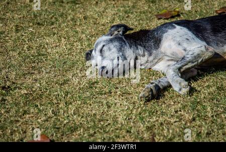 Streuner Hund ruht in einem Park Stockfoto