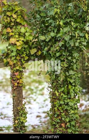 Schöne vertikale Ansicht der frühlingsgrünen Blätter der Efeu hedera Helix Pflanze Festhalten und Klettern auf dem alten Holzzaun, Dublin, Irland. Hedera Helix Stockfoto