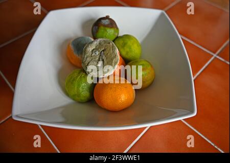 Weiße Schale mit schimmeligen Zitrusfrüchten in verschiedenen Phasen des Verfalls - Limetten und Clementinen Orangen. Isoliert auf orange geflieste Tischplatte. Stockfoto