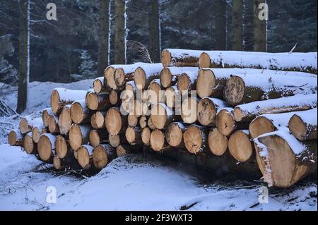 Schöne Winteransicht von Baumstämmen Haufen, die Holzfällerholz Wald Holzindustrie. Holzstämme Holzernte im Ticknock Forest National Park Stockfoto