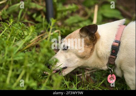 Schöne Nahaufnahme von niedlichen Jack Russell Terrier Hund essen Gras im Garten. Hunde Augen und Ohren. Tierische Emotionen. Traurigkeit. Mangel an Vitaminen Stockfoto