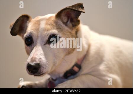 Schöne Nahaufnahme von niedlichen Jack Russell Terrier Hund auf Treppen liegen. Sehr trauriger Hund. Hunde Augen und Ohren. Tierische Emotionen Stockfoto