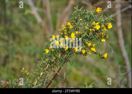 Schöne Nahaufnahme von gelben Ginster (Ulex) wilden Blumen überall in Irland das ganze Jahr über wachsen, Dublin, Irland Stockfoto