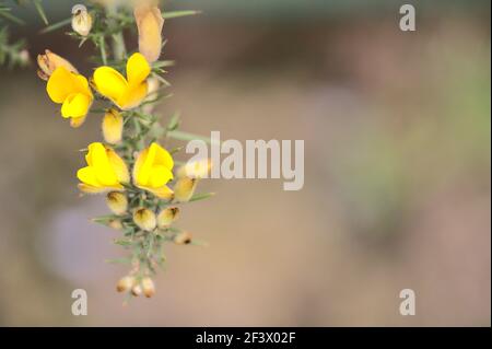 Schöne Nahaufnahme von gelben Ginster (Ulex) wilden Blumen überall in Irland das ganze Jahr über wachsen, Dublin, Irland. Makroaufnahme Stockfoto