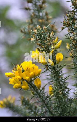 Schöne Nahaufnahme von gelben Ginster (Ulex) wilden Blumen überall in Irland das ganze Jahr über wachsen, Dublin, Irland. Vertikale Aufnahme Stockfoto