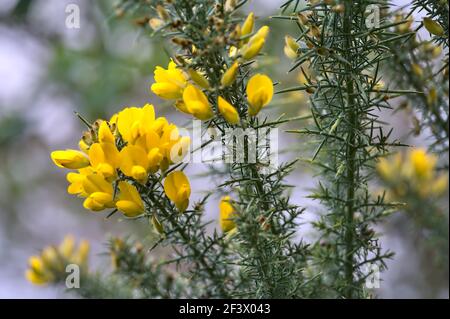 Schöne Nahaufnahme von gelben Ginster (Ulex) wilden Blumen überall in Irland das ganze Jahr über wachsen, Dublin, Irland Stockfoto