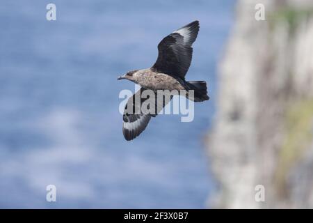 Great Skua - Jagd entlang Seevögel CliffCatharacta skua Wawick Head RSPB Reserve Orkney Mainland BI019924 Stockfoto