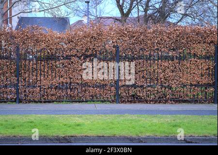 Schöne Herbstansicht der Hecke mit braunen Herbstblättern auf Metallzaun entlang Radweg und Bürgersteig, Dublin, Irland Stockfoto