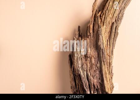 Stillleben mit Naturobjekten. Holzrinde auf beigem Hintergrund. Draufsicht. Speicherplatz kopieren. Umweltfreundliches Naturkonzept. Kreative Komposition für Stockfoto