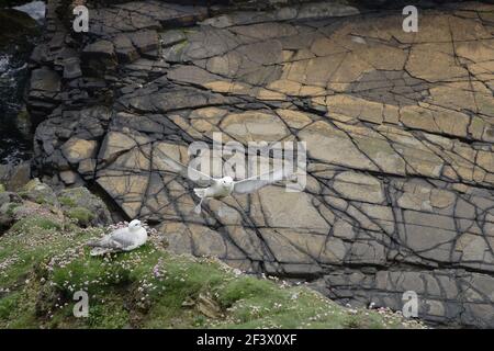 Fulmar - Sequenz des Paars auf Klippe Fulmarus Cyclopoida Orkney Festland BI019976 Stockfoto