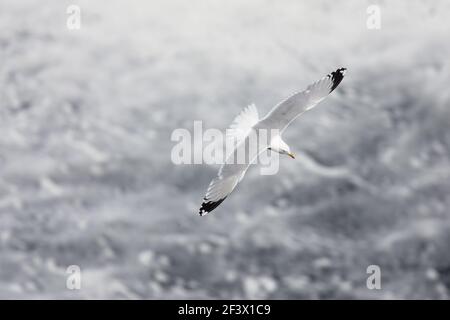Heringmöwe - im Flug über das MeerLarus argentatus Orkney Festland BI020013 Stockfoto