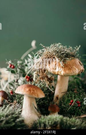 Brauner Steinpilz edulis wächst im Herbst grünes Moos mit roter Preiselbeere, grünem Gras. Herbsterntekonzept. Steinpilze, cep-Pilze. Kopieren Stockfoto