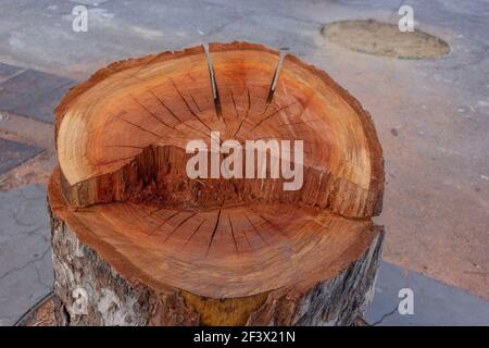 Frisch geschnittener Baum in einer der Straßen von Barcelona in Spanien. Platanus × acerifolia Art Stockfoto