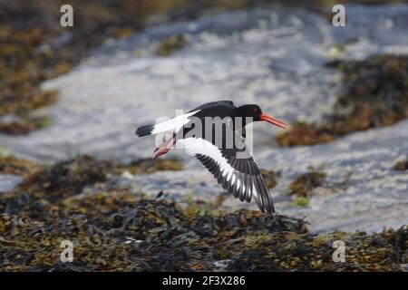 Austernfischer - ruft während des Fluges über felsige Algen bedeckte Küste Bei niedrigem TideHaematopus ostralegus Burray Orkney BI020102 Stockfoto