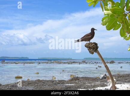 Französisch-Polynesien, Windward-Inseln, Gesellschaftsinseln: Brown noddy, Anous stolidus, auf dem Atoll von Tetiꞌaroa Stockfoto