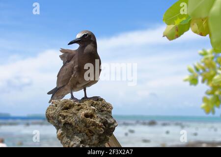 Französisch-Polynesien, Windward-Inseln, Gesellschaftsinseln: Brown noddy, Anous stolidus, auf dem Atoll von Tetiꞌaroa Stockfoto