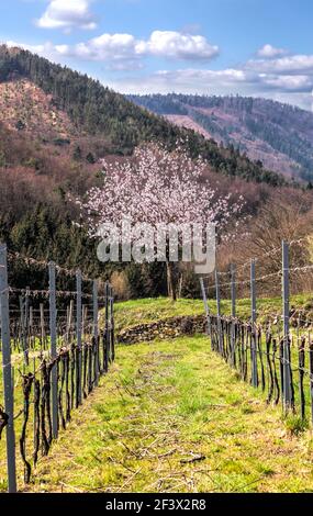 Aprikosenbaum mit Weinberg im Frühling in Wachau, Österreich Stockfoto