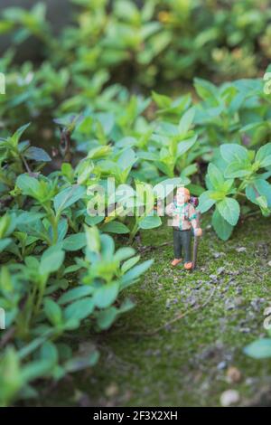 Konzept des Waldabenteuers. Miniatur-Backpacker-Modell in Gras, Outdoor, Makroaufnahme Stockfoto