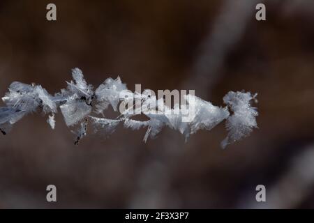 Kleiner Zweig, der im Winter mit großen Raureif-Eiskristallen bedeckt ist Stockfoto