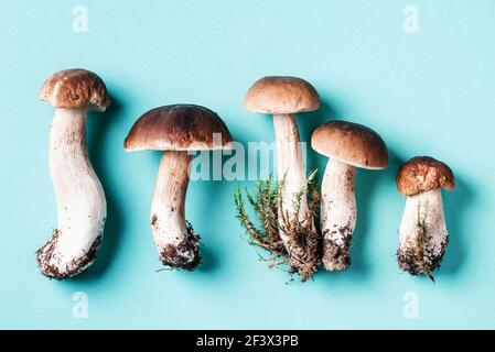 Frische Waldpilze auf blauem Hintergrund. Draufsicht. Speicherplatz kopieren. Herbsterntekonzept. Frisch gepflückte Steinpilze im Korb Stockfoto