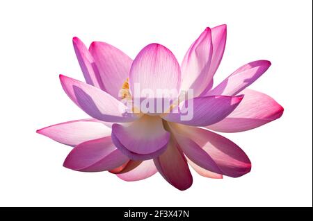 Lotus Pink White Flowers Bloom isolieren Stockfoto