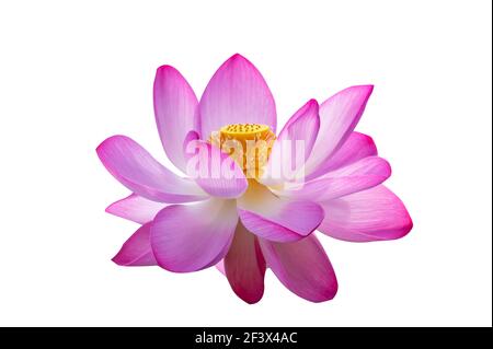 Lotus Pink White Flowers Bloom isolieren Stockfoto