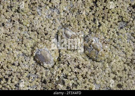 Acorn-Seepocken und Common Limpet bei niedriger TideSemibalanus balanoides ausgesetzt & Patella vulgata Brough Head Orkney Mainland IN000921 Stockfoto