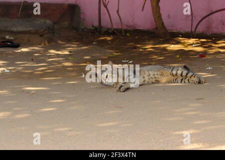 Nahaufnahme EINER Katze, die im Hof liegt, Indien Stockfoto