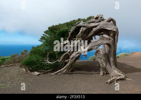 Sabina Wacholderbaum - Wahrzeichen der Insel El Hierro Stockfoto