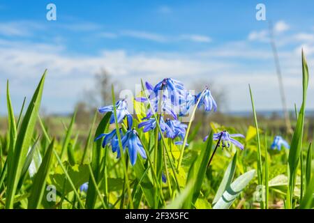 Blühende Scilla blüht im Frühling Stockfoto